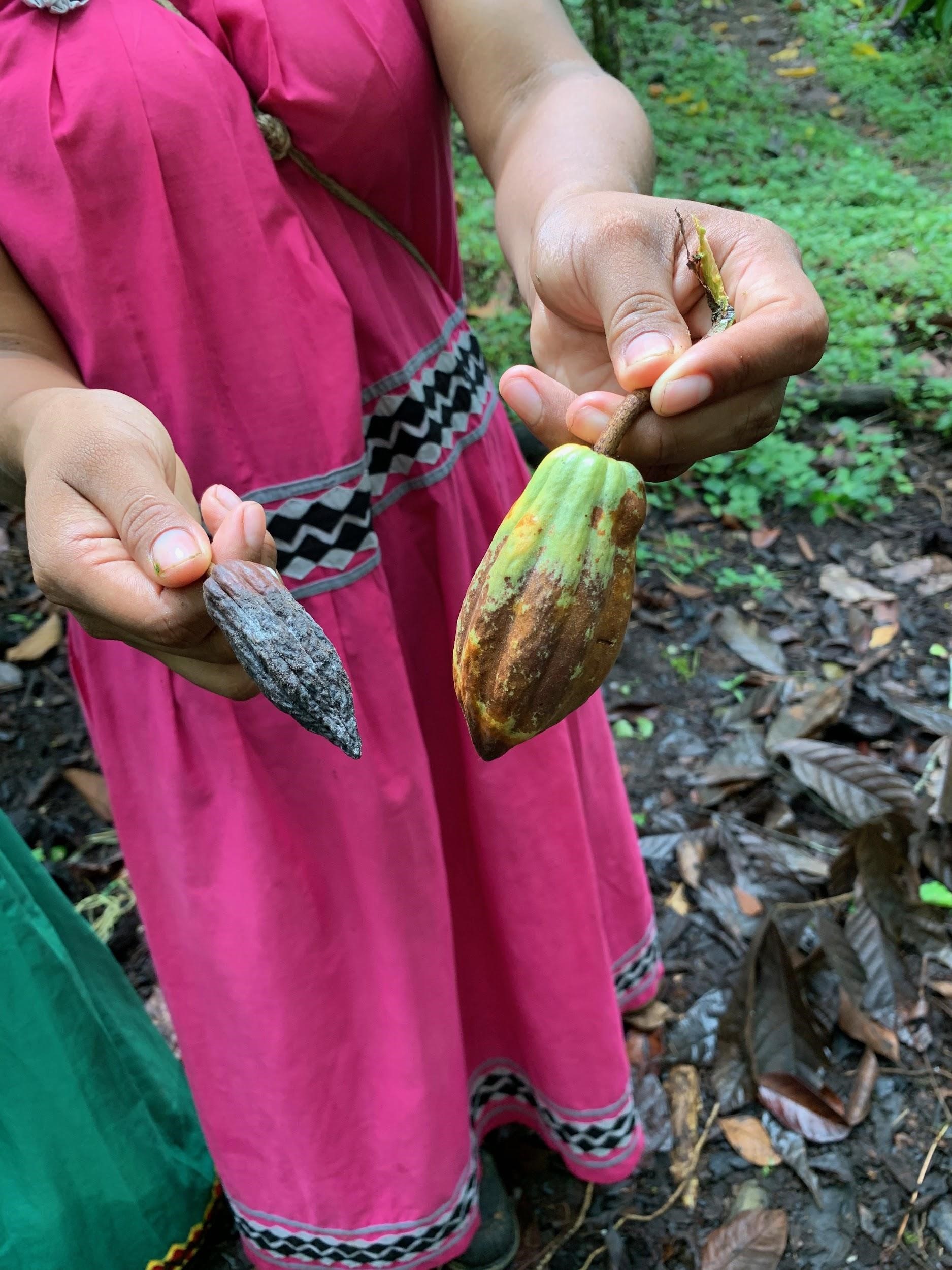 An indigenous guide with two cacao pods, one healthy and one infected with a fungus