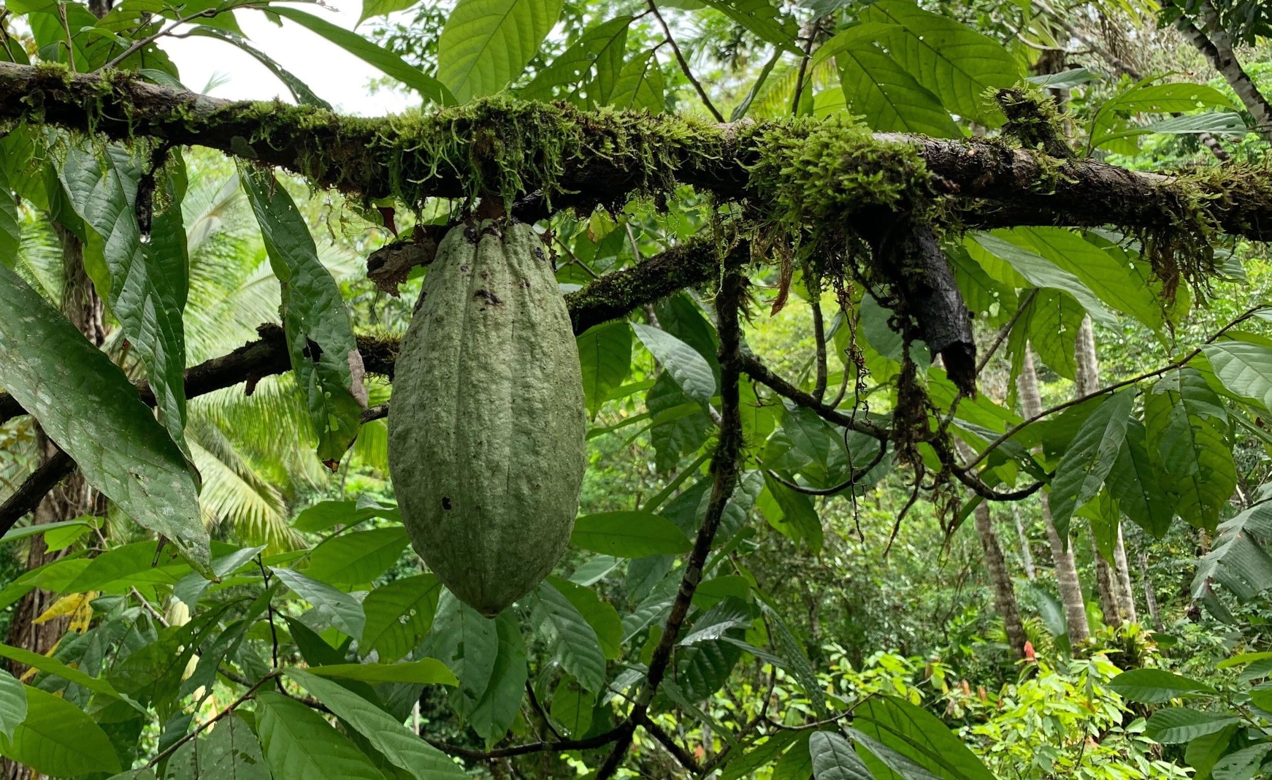 A healthy cacao fruit in the jungle