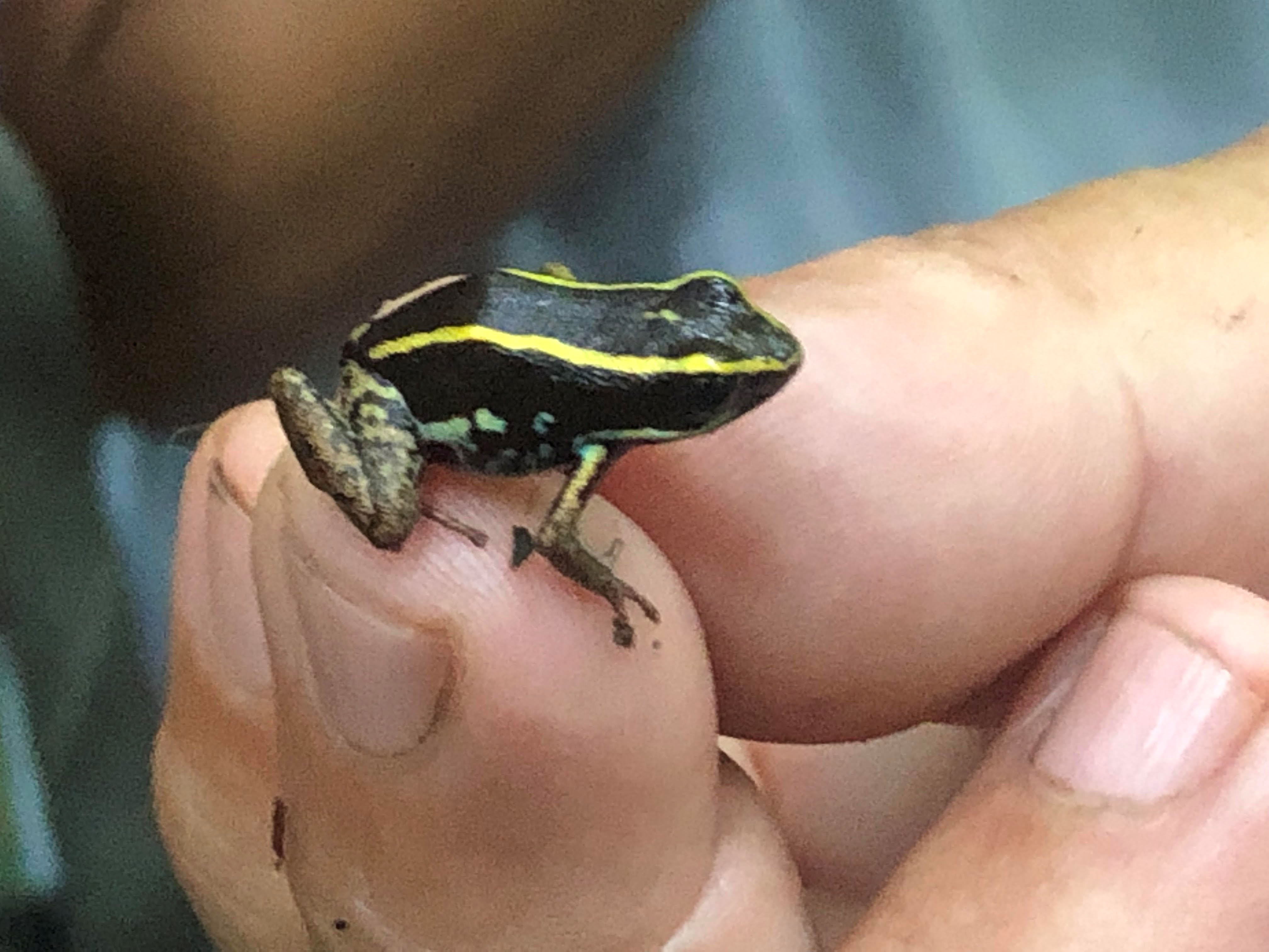 Yellow-striped Poisonous Frog in the rainforest