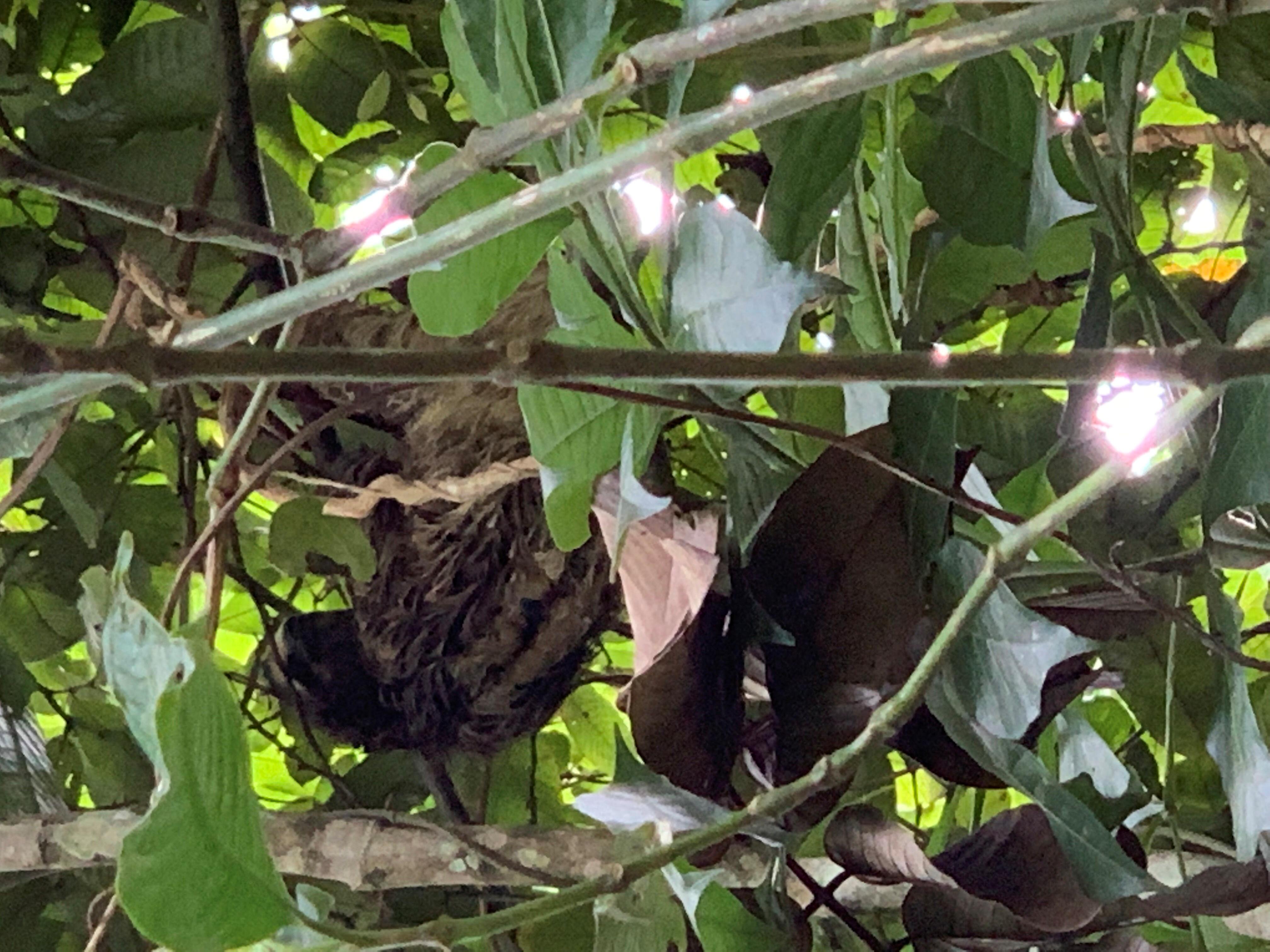 Sloths in the trees