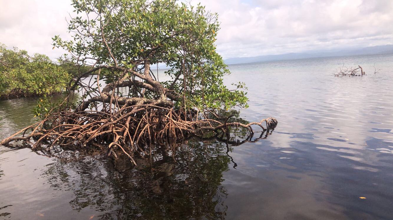 Mangroves off the coast 