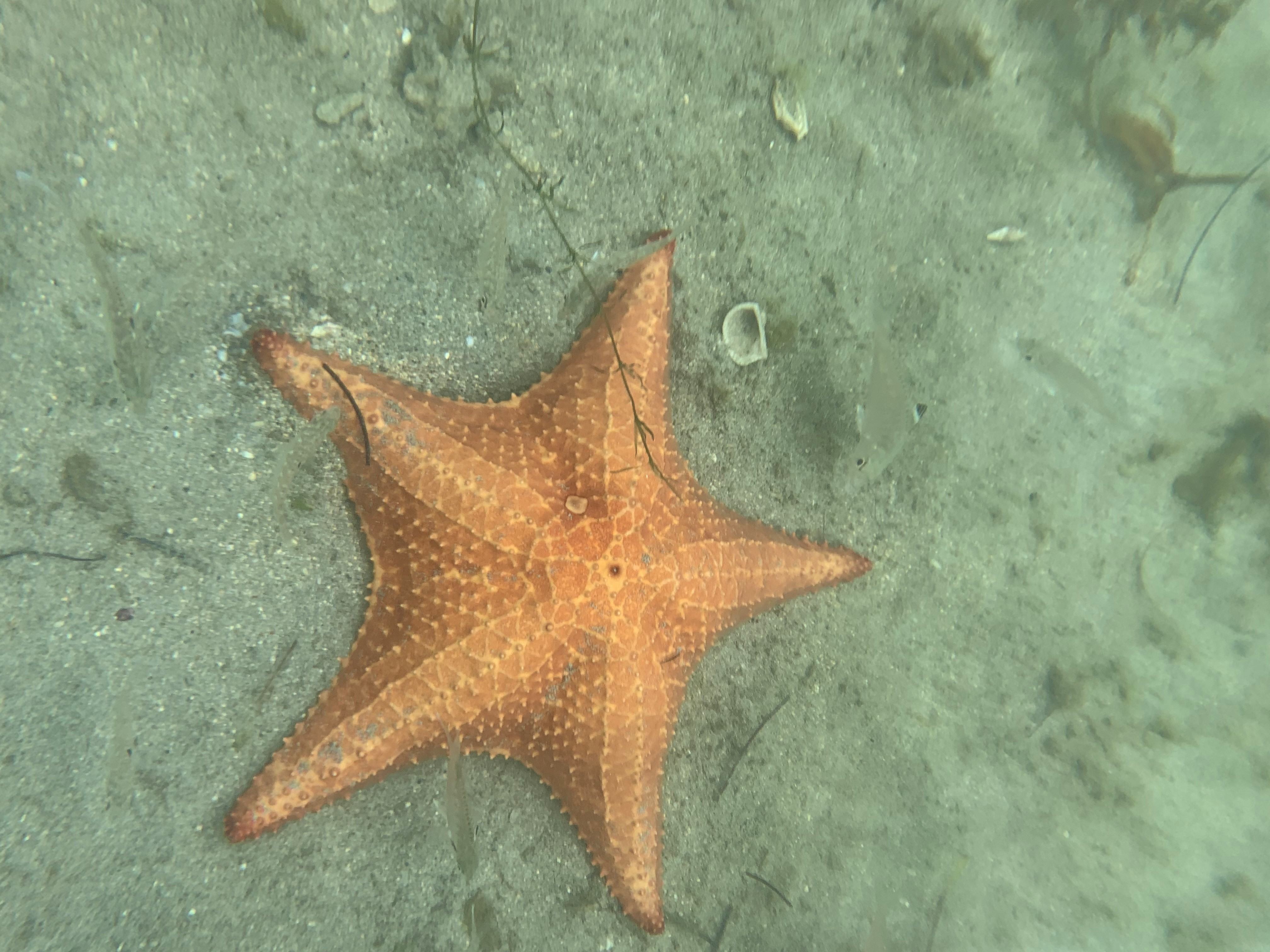 Starfish off the beach in Panama