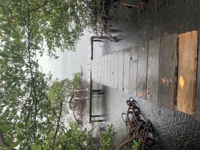A dock surrounded by mangroves with rain coming down 