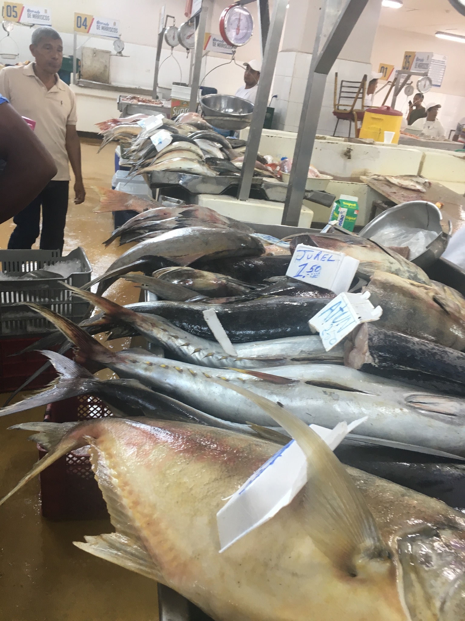 Fish stacked at the market