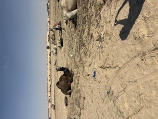 Camels sitting in the desert