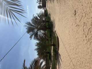 View of the desert with large palms and hot sand