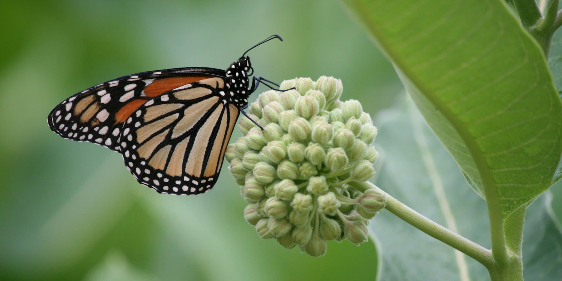 A monarch butterfly perched on a milkweed flower