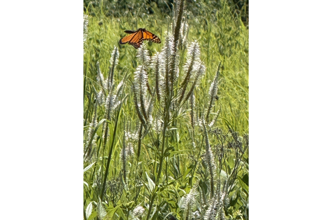 a monarch butterfly on a flower