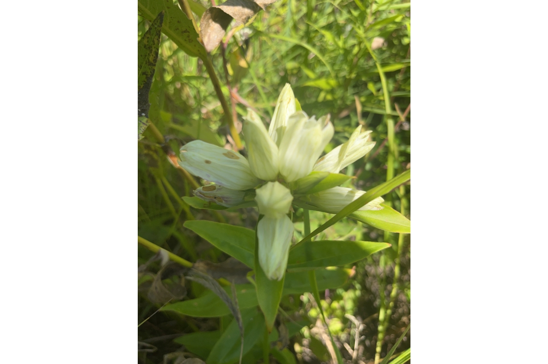 A white flower blooming low in the prairie grasses