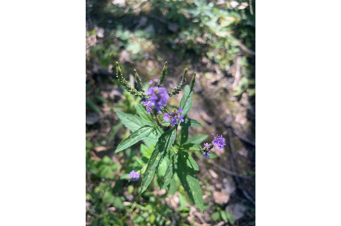 A purple flower blooming low to the ground