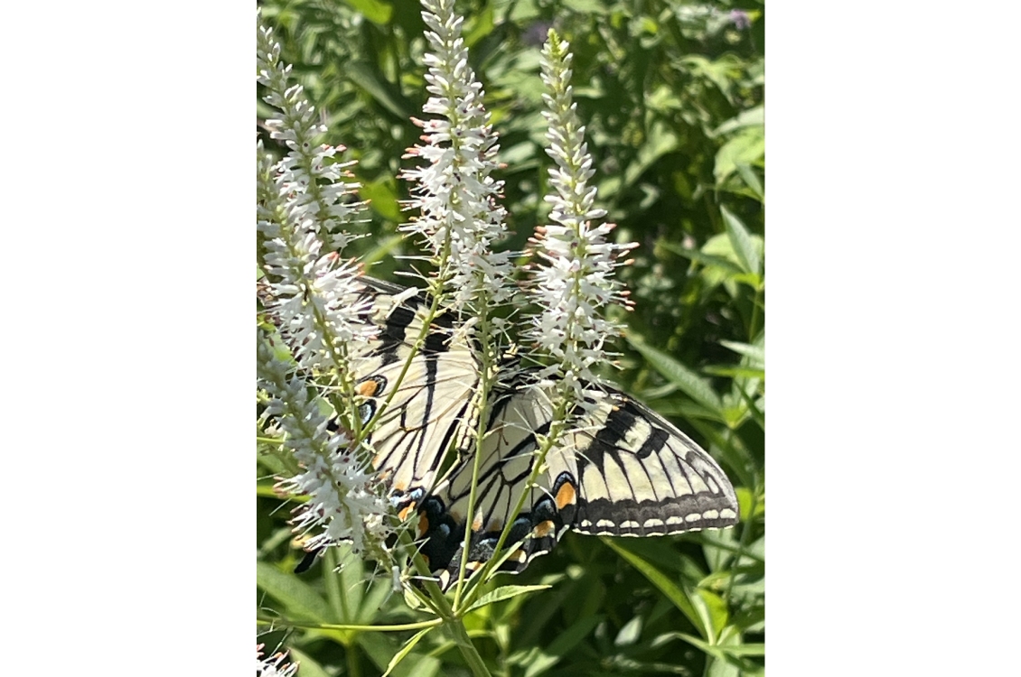 A swallowtail butterfly perched on a flower to drink its nectar, viewed closely