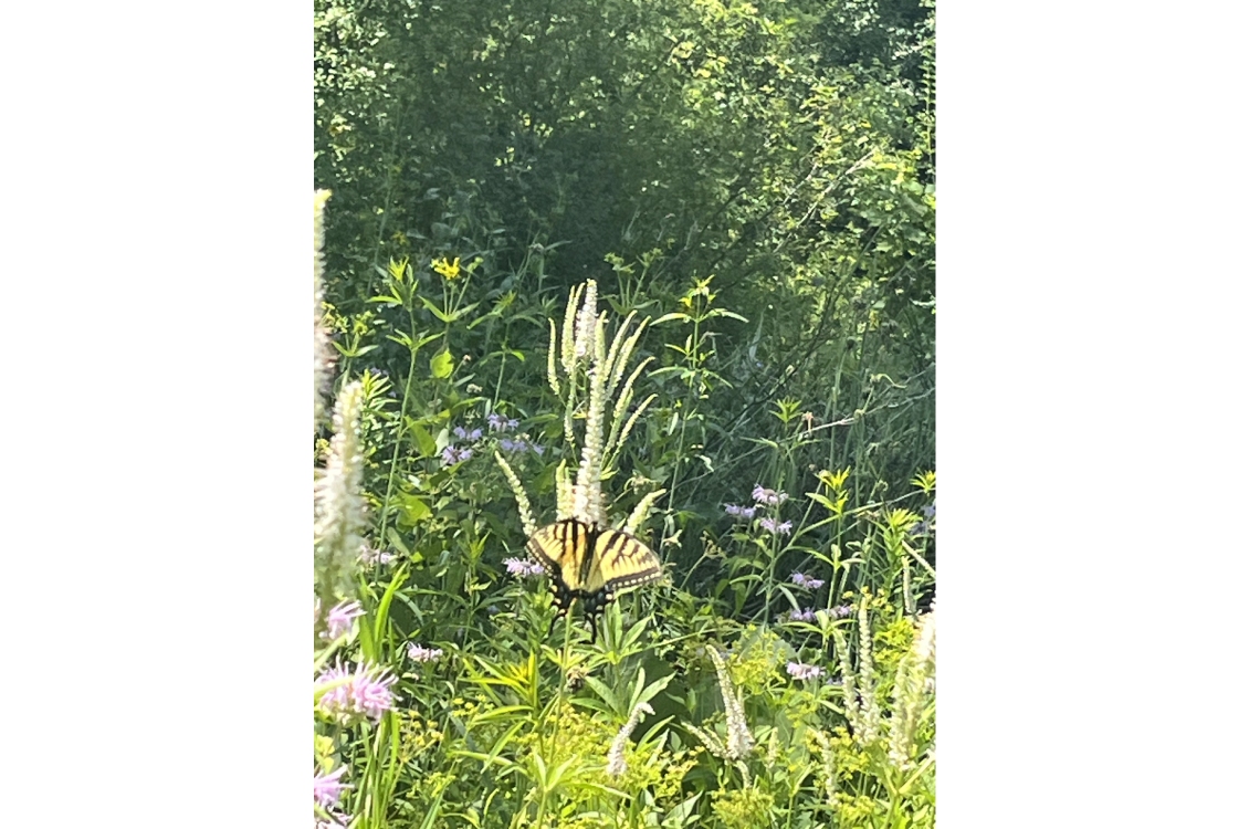 A swallowtail butterfly perched on a flower to drink its nectar, viewed from afar