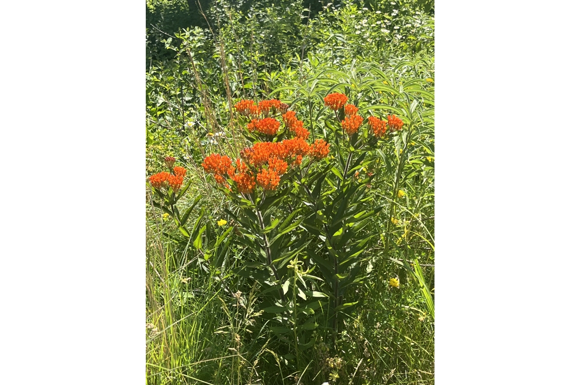 Vibrant orange flowers growing in the prairie