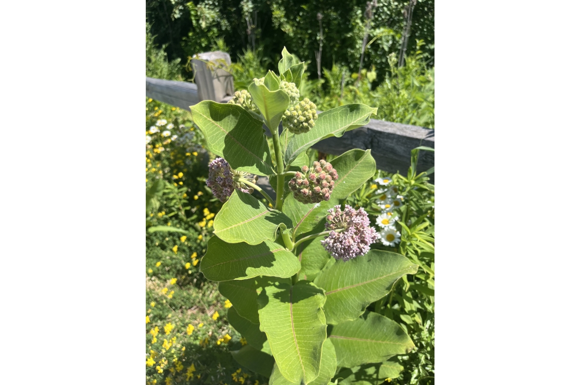 Budding milkweed flowers growing in the prairie