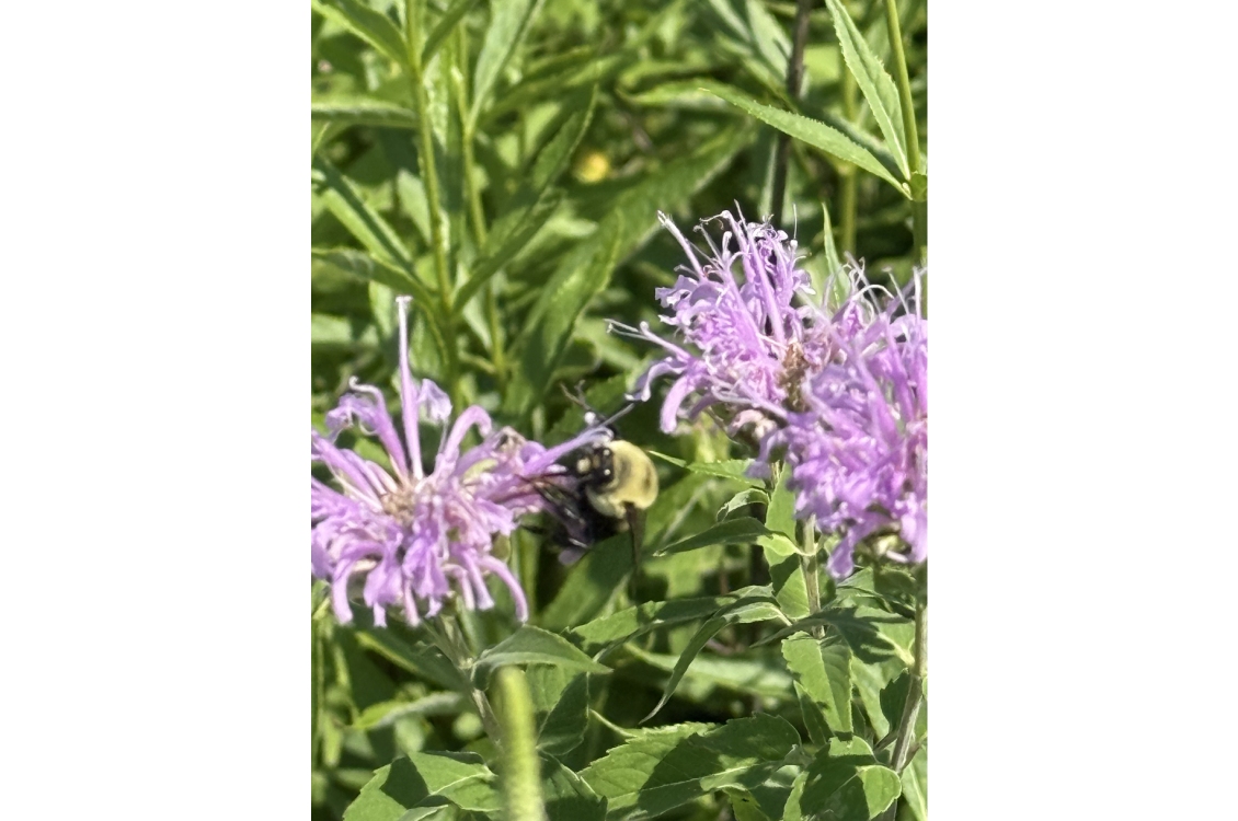A closer up view of a bee pollinating flowers