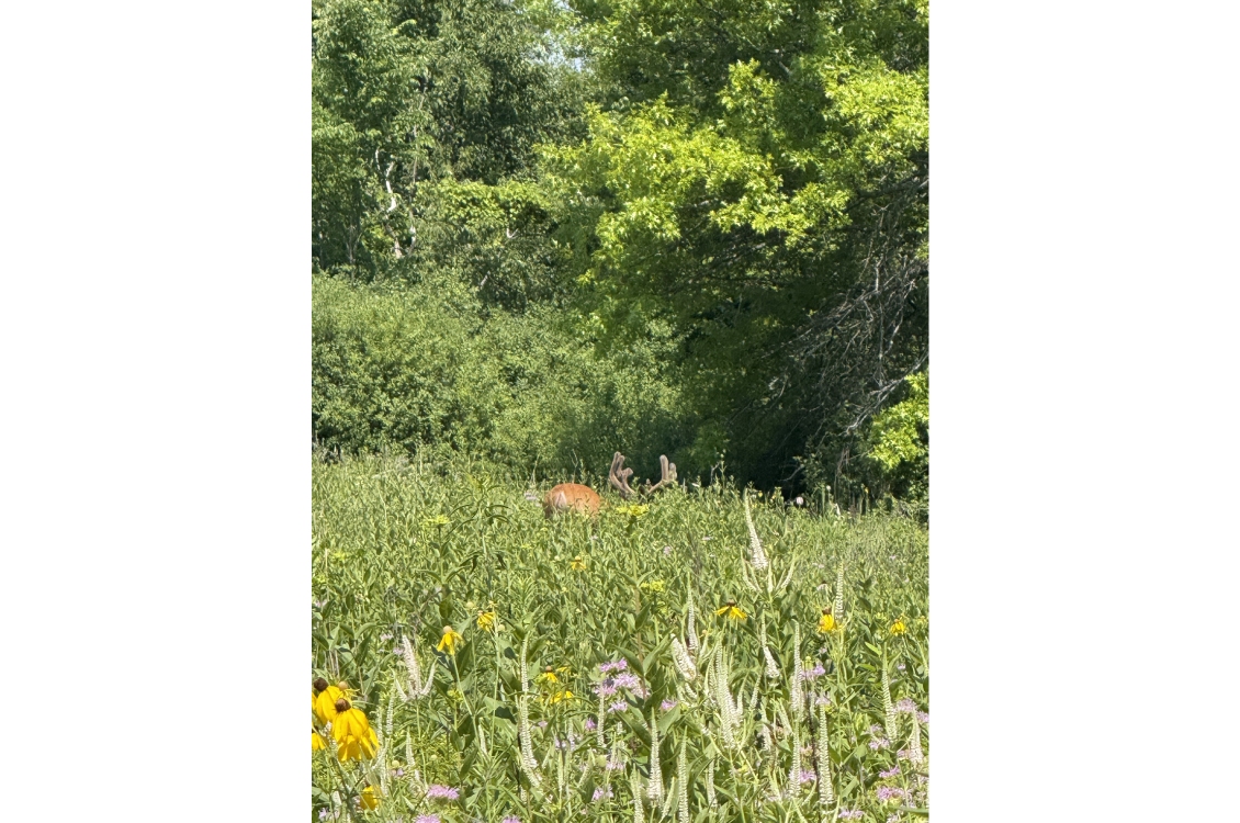 A far view of a deer, hidden in the tall prairie grasses
