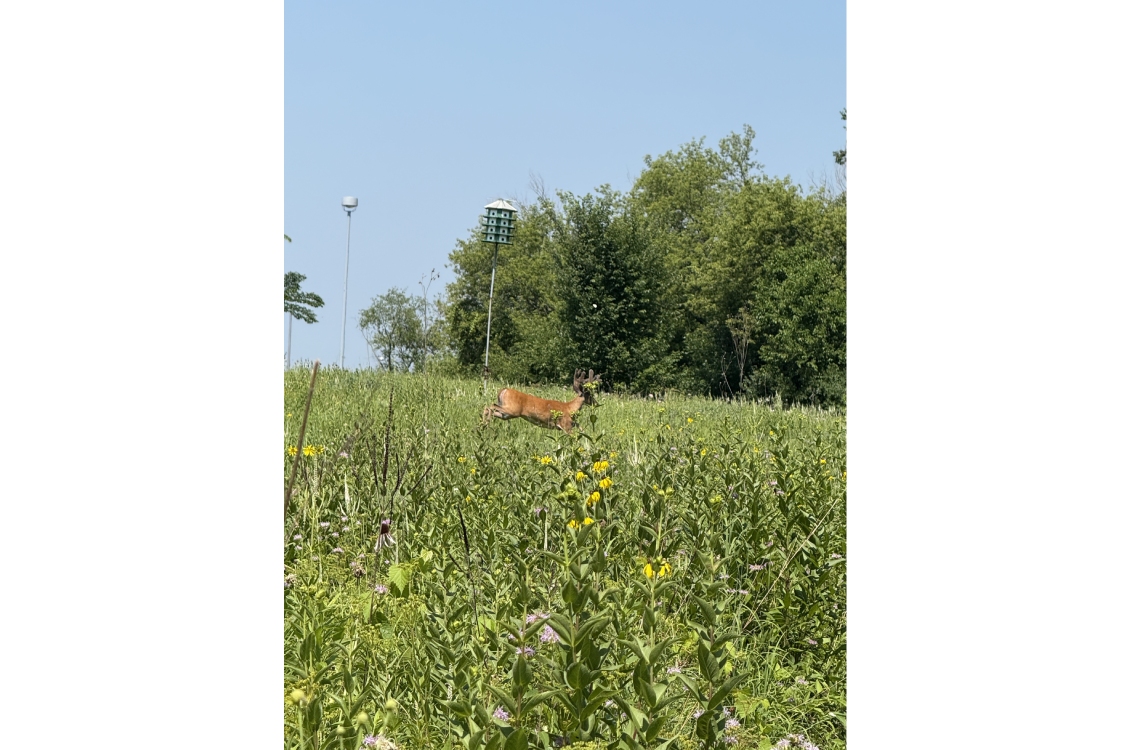 A far view of a deer, partially obscured by the tall prairie grasses