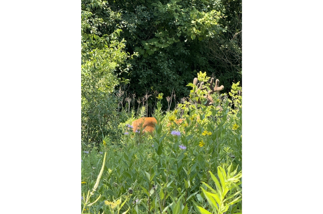 A closer view of a deer partially obscured by tall prairie grass and plants