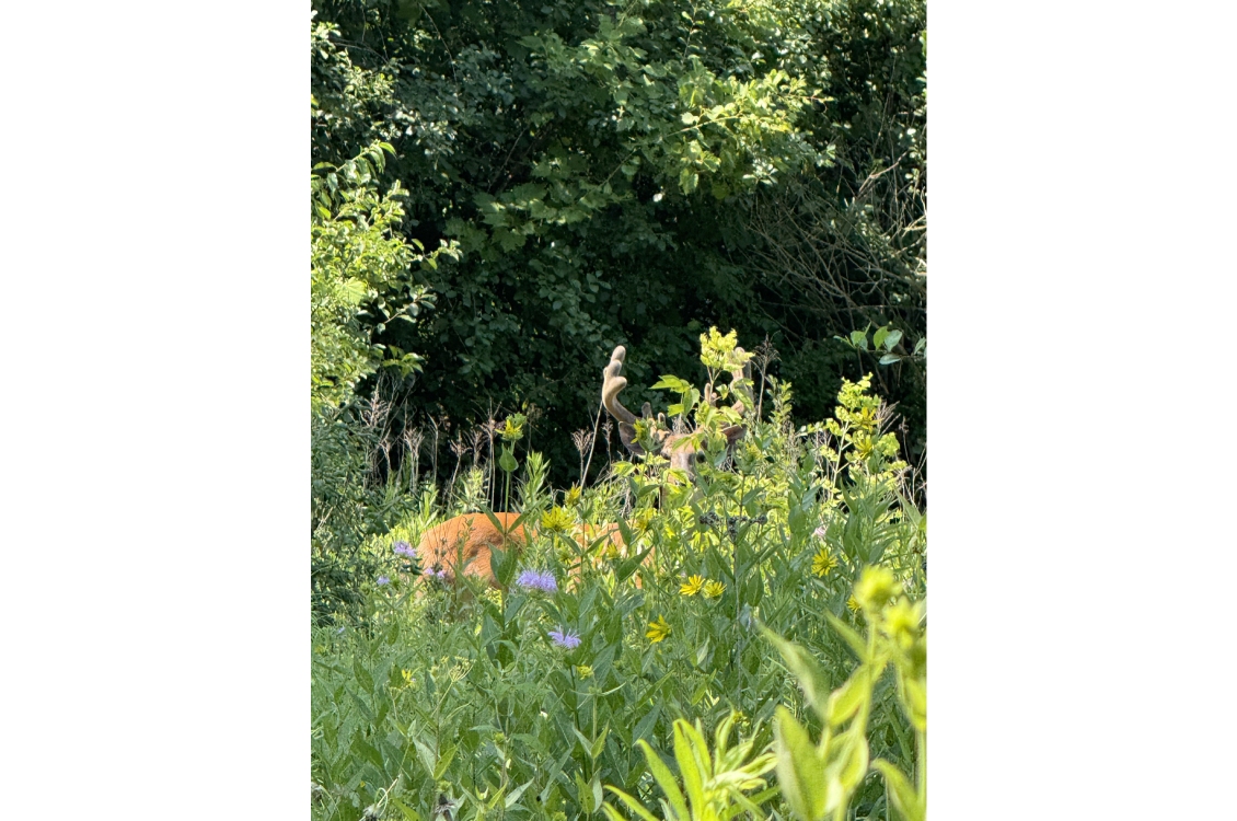 A closer view of a deer partially obscured by tall prairie grass and plants