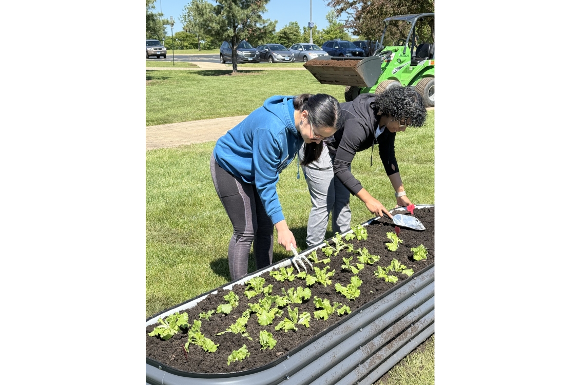 Two Harper students volunteering and helping with the community garden