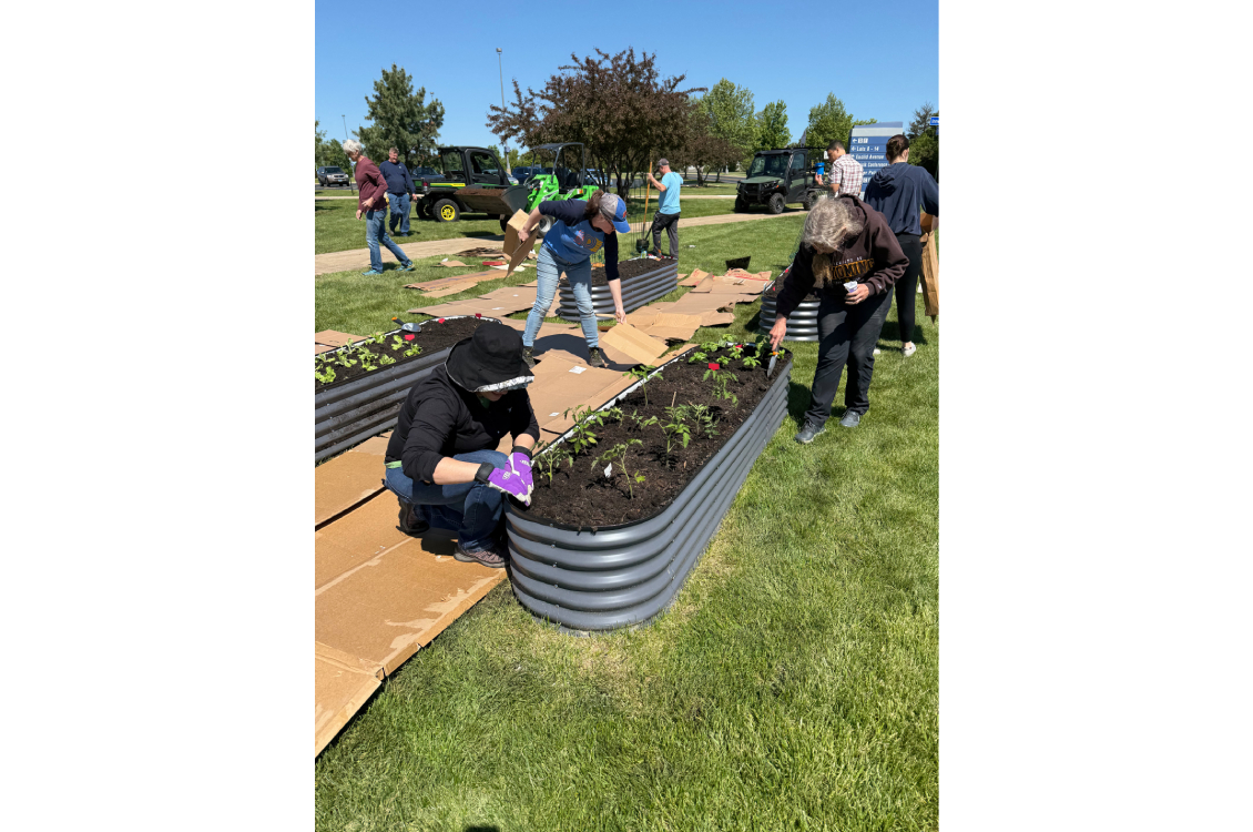 Harper Grows members adding fresh soil to the plants.