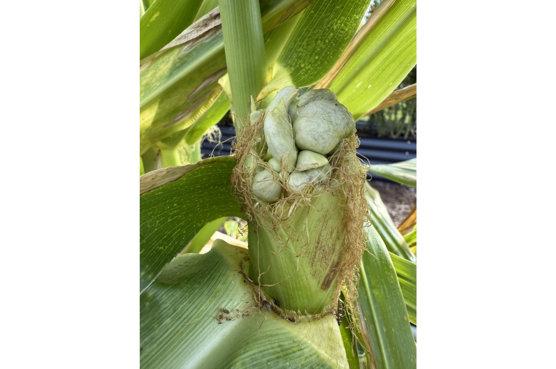 a close-up view of a growing plant