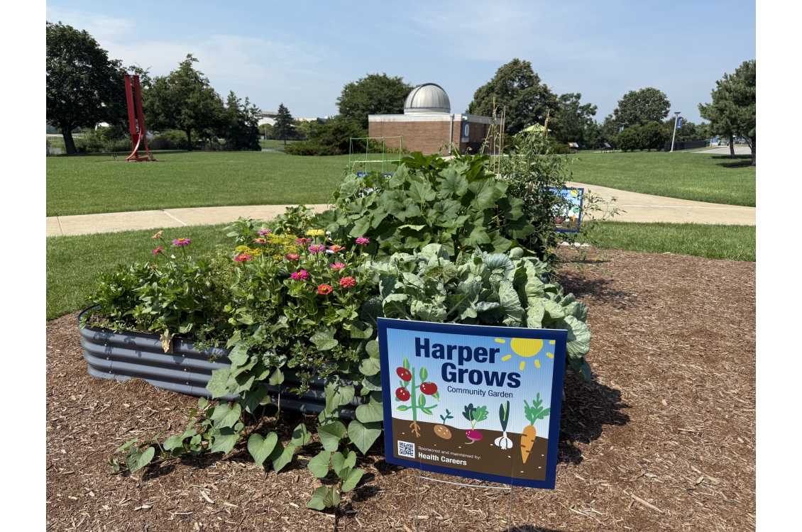a closer view of the garden