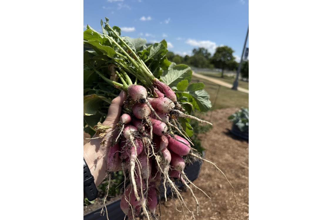 a healthy bushel of beets grown in the garden