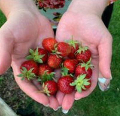 cupped hands holding strawberries