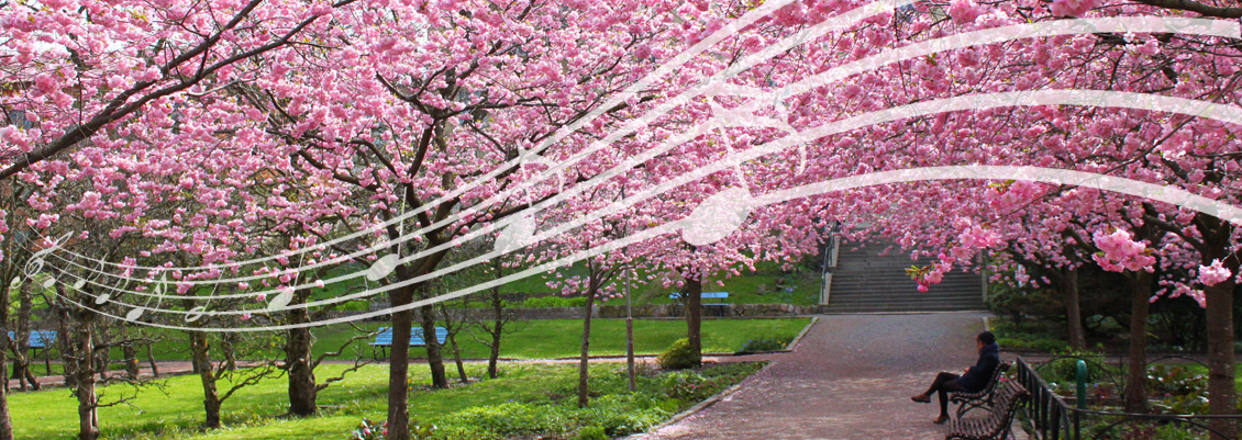 Music staff and notes sweep through blooming cherry grove.