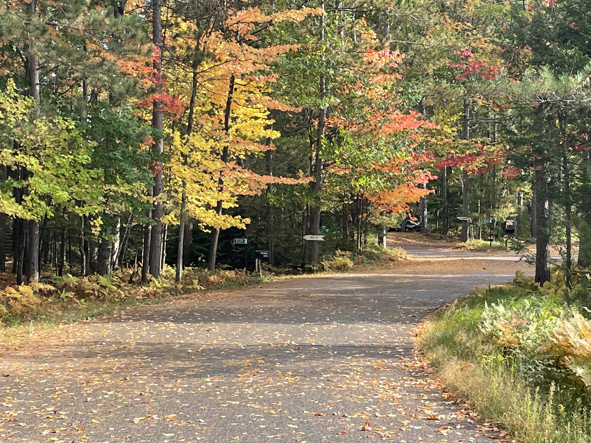 A road in the autumn forest.