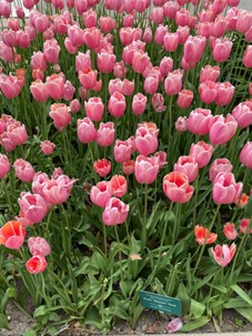 A close up picture of pink tulip flowers.
