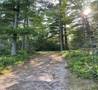 A picture of a forest trail.