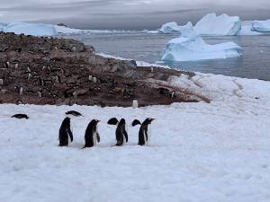 A group of penguins in Antarctica