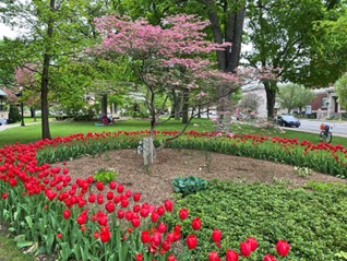A picture of a tulip garden.