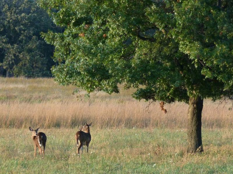 Deer Grove
