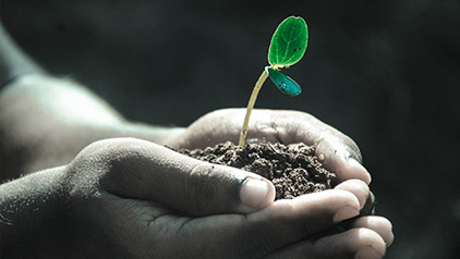 Photo of a plant growing in a person's hands.