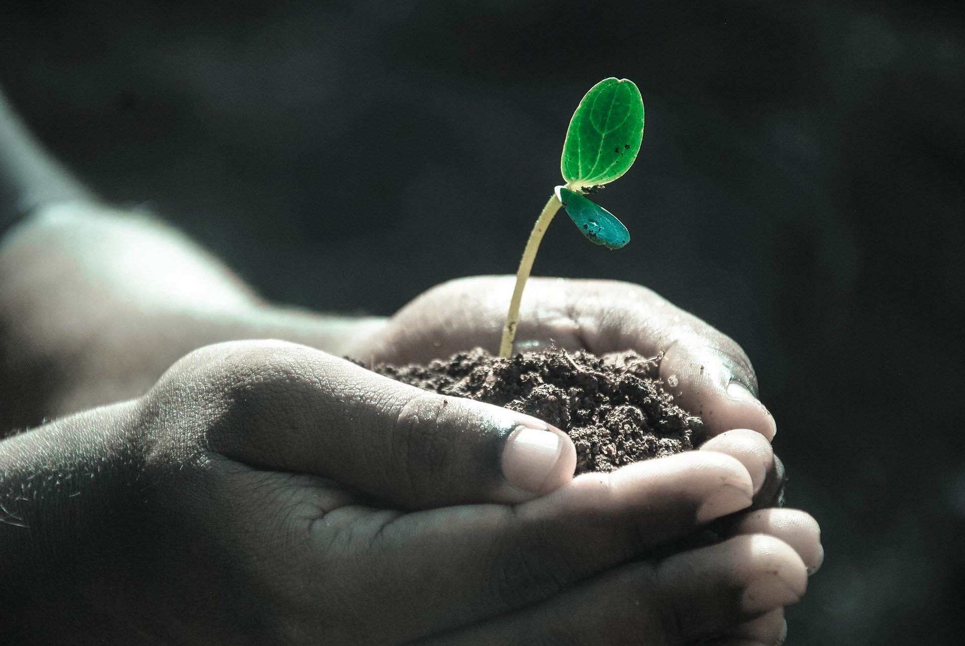 Photo of a plant growing in a person's hands.