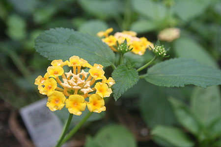 Lantana