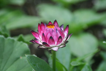 Strawflower