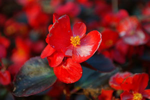 Begonia